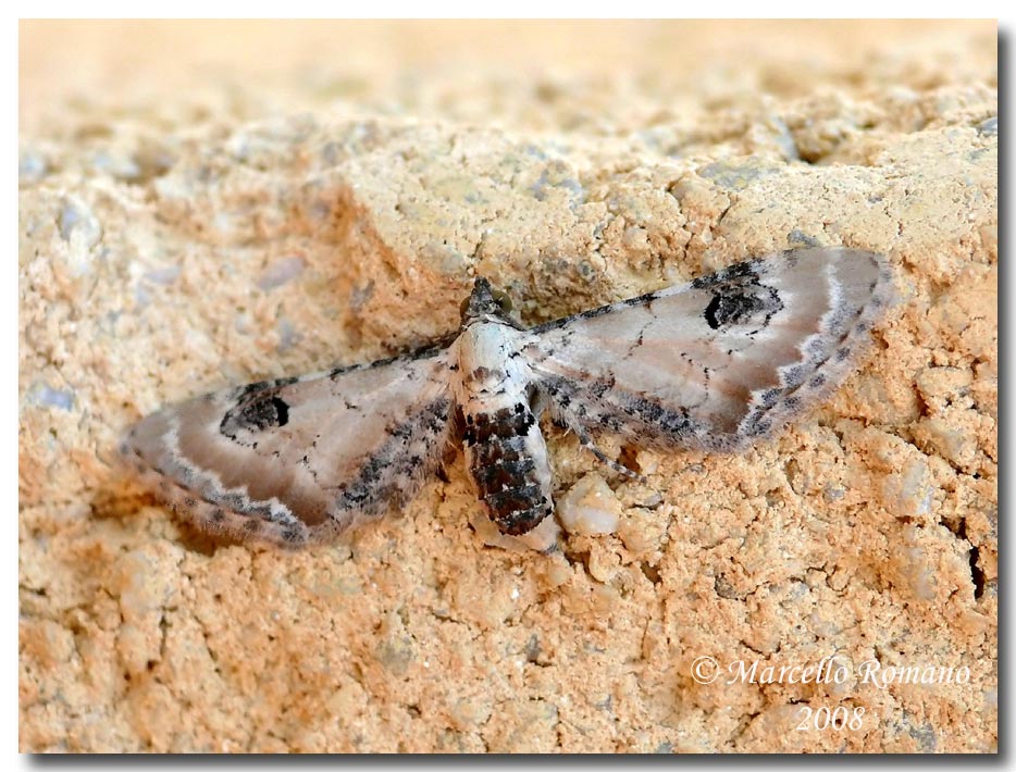 Eupithecia centaureata (Geometridae, Larentiinae)